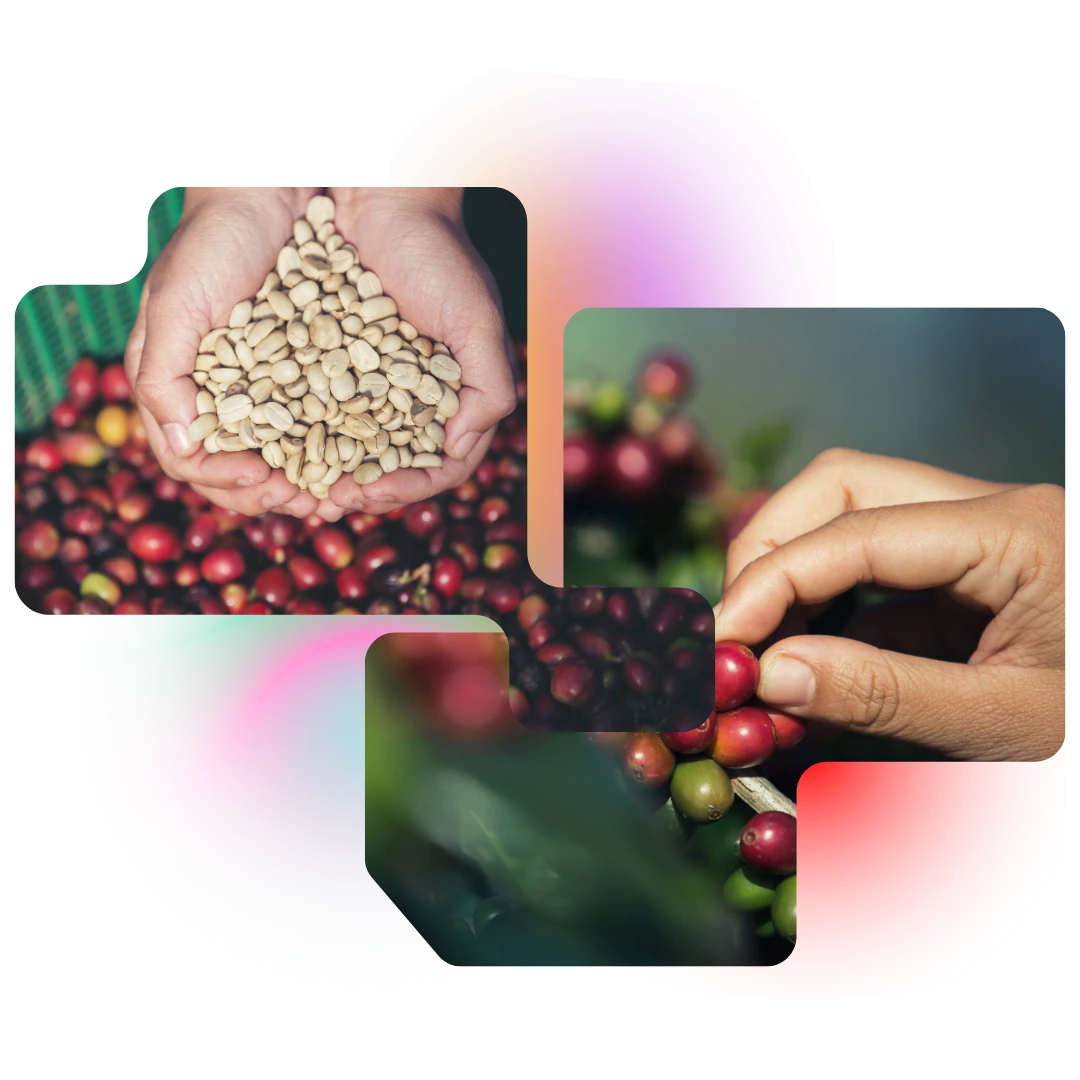 tangan yang memegang buah dan biji kopi